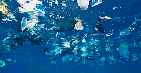plastic marine pollution fish ocean bags pacific impact oceans refuse bag environment science google litter environmental dump