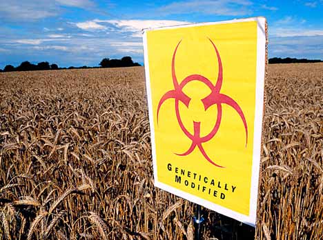 Genetically Modified Organisms (GMO’s) linked to gluten disorders