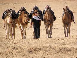 Arabian camels
