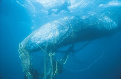 Bycatch-Gray-Whale-In-Net-c-BobTalbot-via-Monofilament-Recovery-Recycling-Program-700x462