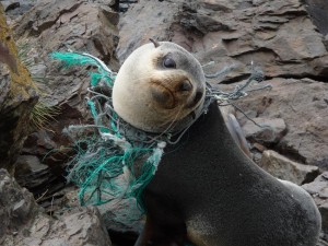 seal ensnared by nylon waste
